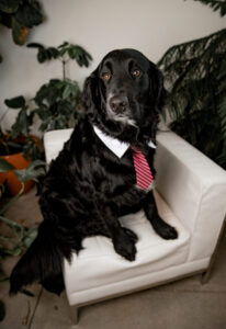 Photo of Lori's dog Charles posing on a luxury chair