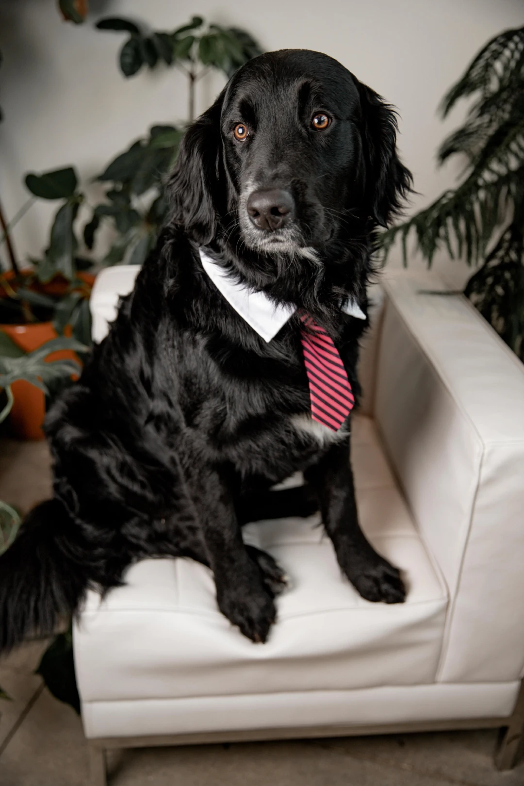 Charles P. Schmeltzer